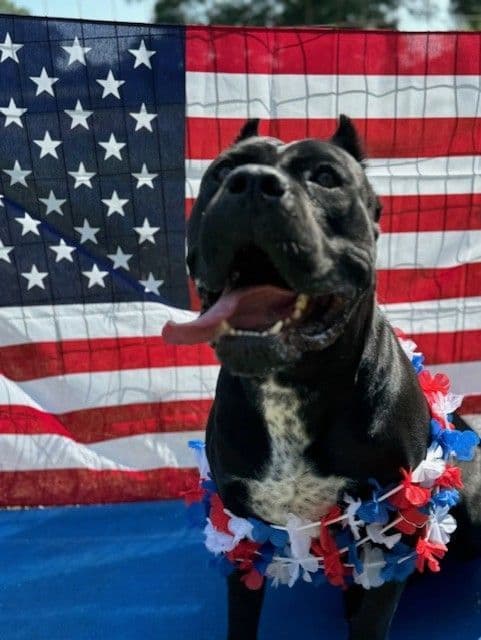 Import Line Cane Corso Puppies breeder image 10
