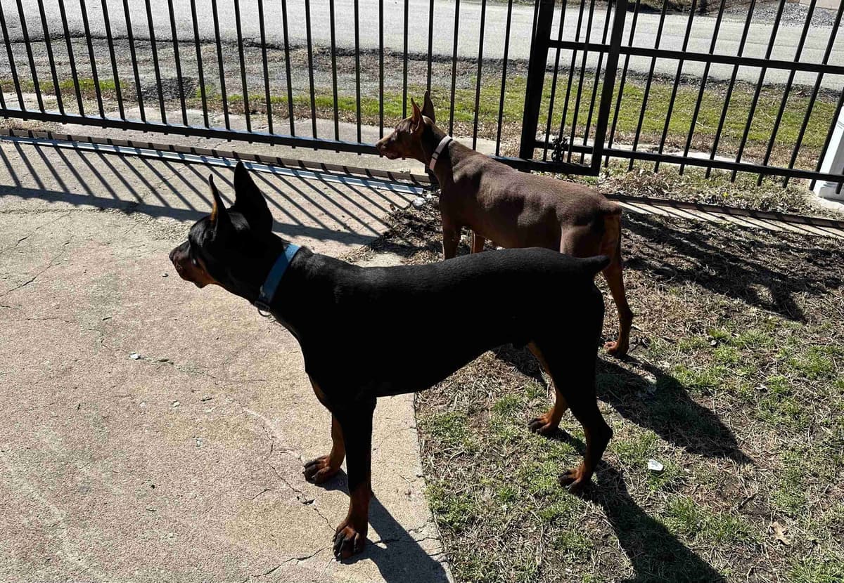 Female 100% European Doberman Puppy breeder image 1
