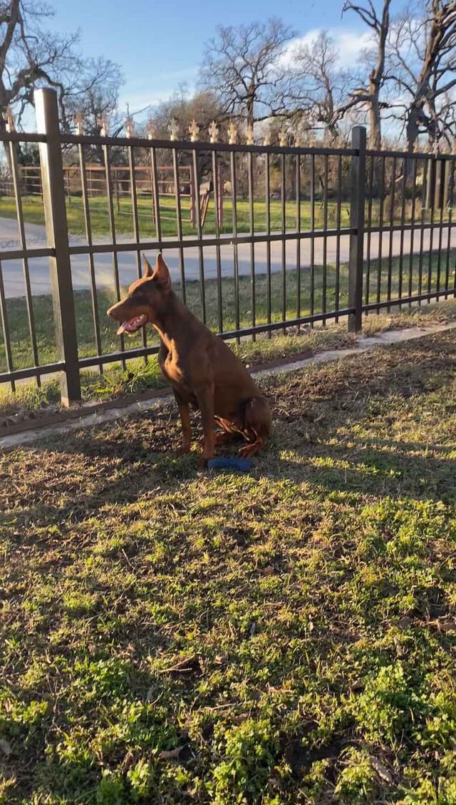 Female 100% European Doberman Puppy media 7
