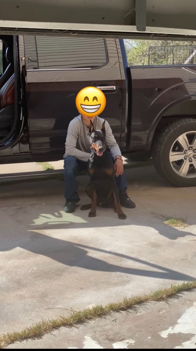 Female 100% European Doberman Puppy media 5