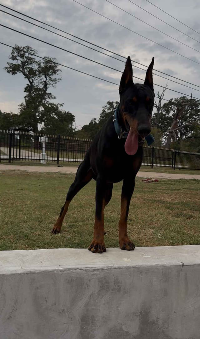 Female 100% European Doberman Puppy media 6
