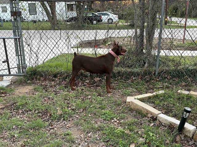 Female 100% European Doberman Puppy media 8