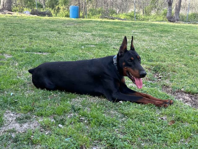 Female 100% European Doberman Puppy media 9