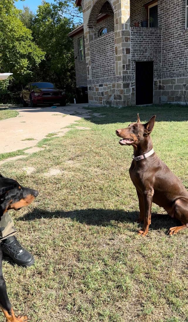 Female 100% European Doberman Puppy media 10