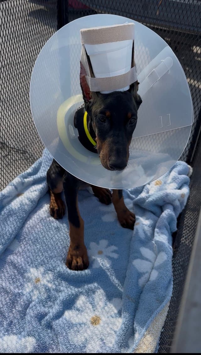 Female 100% European Doberman Puppy media 3