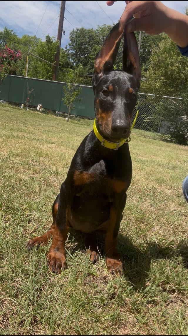 Female 100% European Doberman Puppy media 4