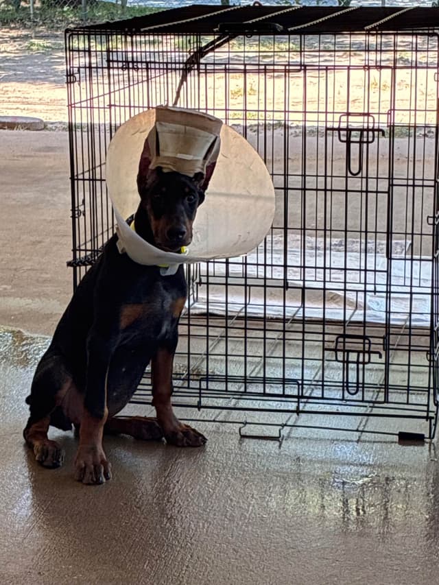 Female 100% European Doberman Puppy media 2