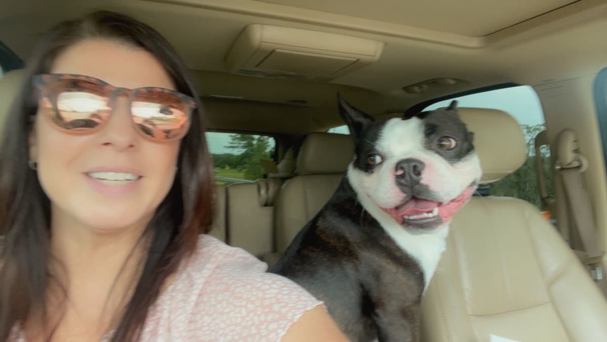 Boston Terrier Puppies breeder image 2