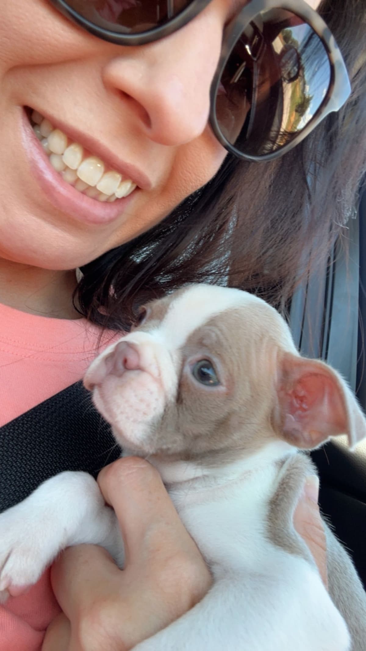 Boston Terrier Puppies breeder image 3