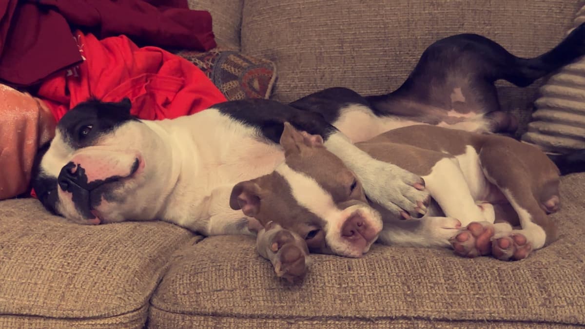 Boston Terrier Puppies breeder image 4