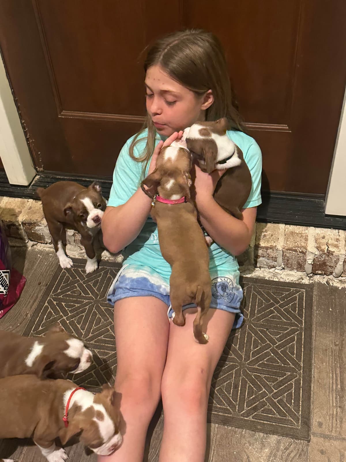 Boston Terrier Puppies breeder image 5