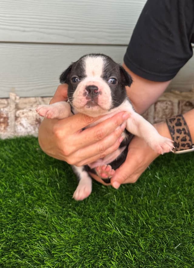 Boston Terrier Puppies media 2