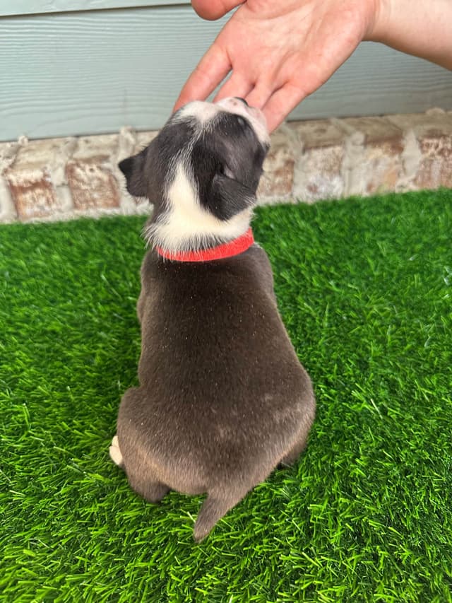 Boston Terrier Puppies media 3
