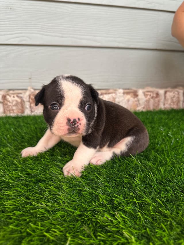 Boston Terrier Puppies media 5