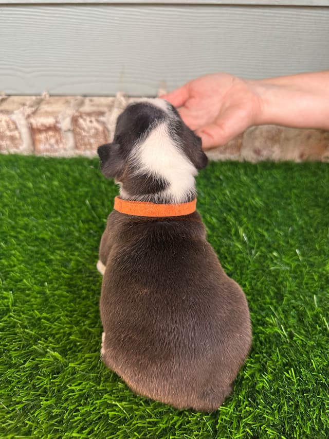 Boston Terrier Puppies media 4