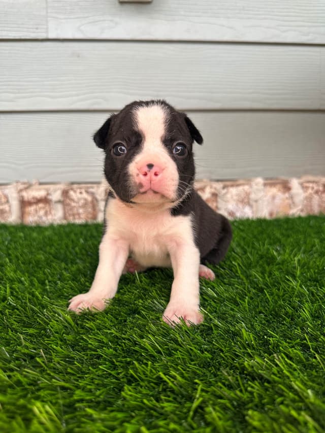 Boston Terrier Puppies media 6