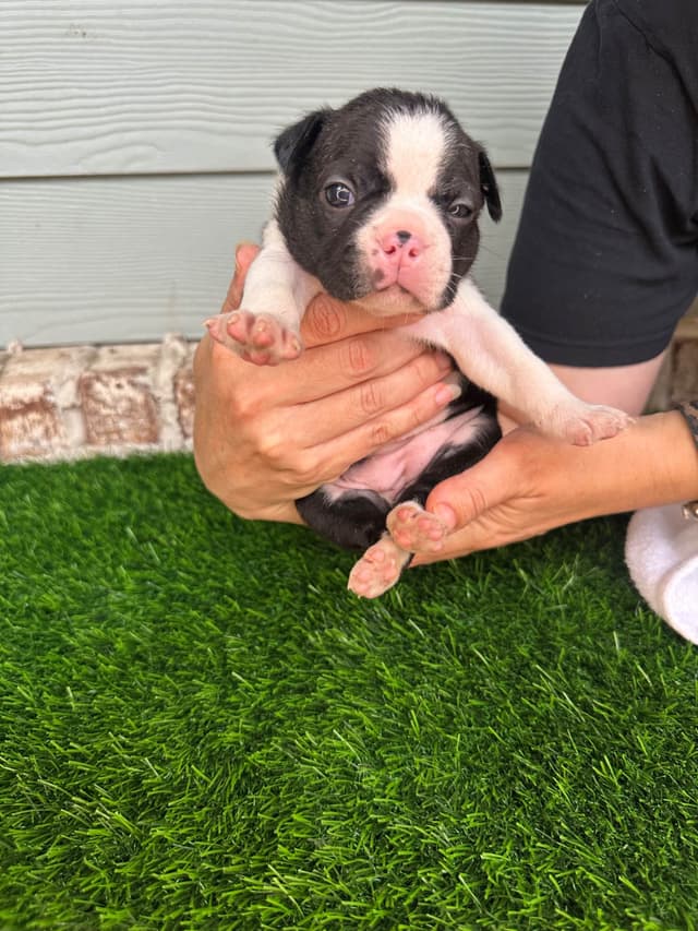Boston Terrier Puppies media 8