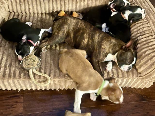 Boston Terrier Puppies media 9