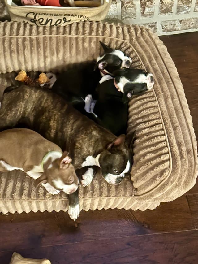 Boston Terrier Puppies media 10
