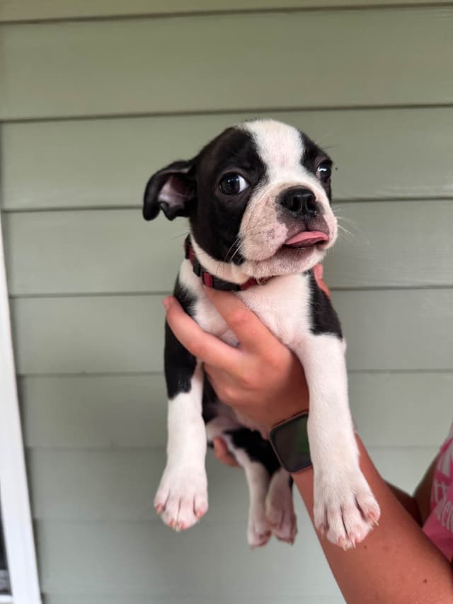 Boston Terrier Puppies media 11