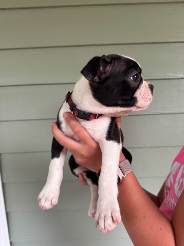 Boston Terrier Puppies media 12