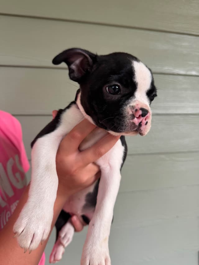 Boston Terrier Puppies media 13