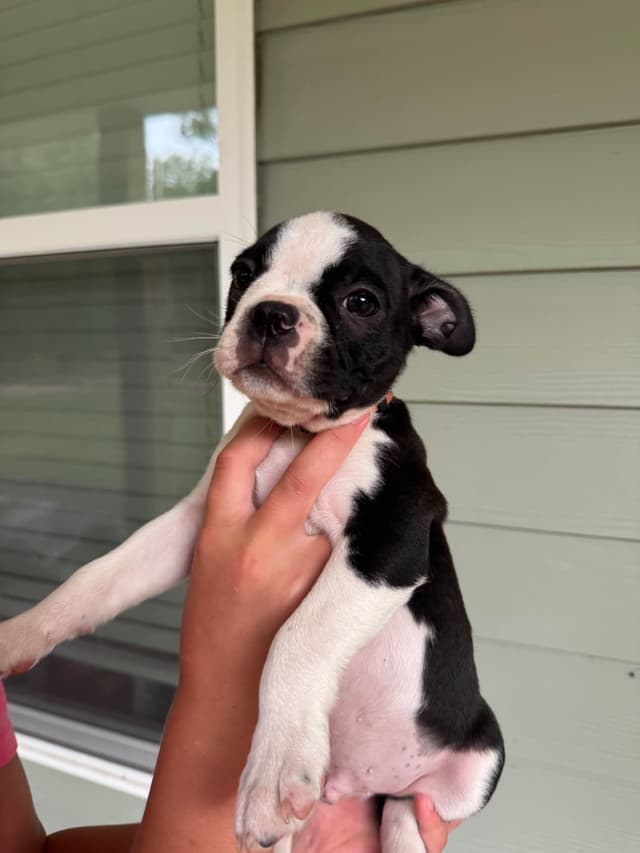 Boston Terrier Puppies media 15