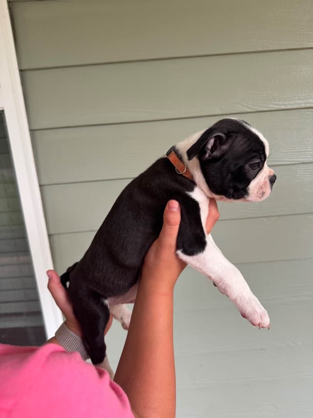 Boston Terrier Puppies media 16