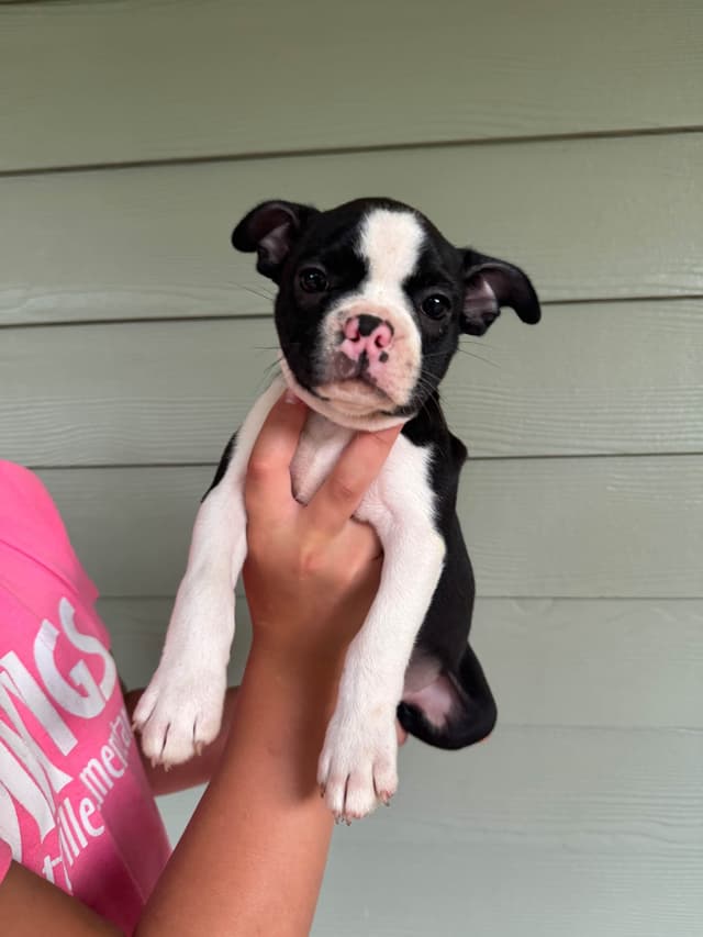 Boston Terrier Puppies media 14