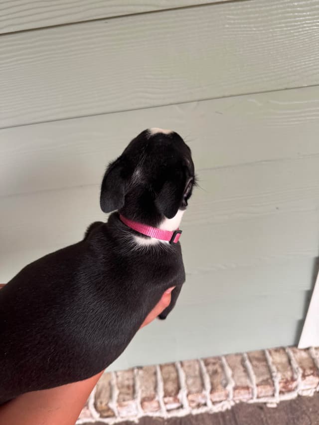 Boston Terrier Puppies media 18