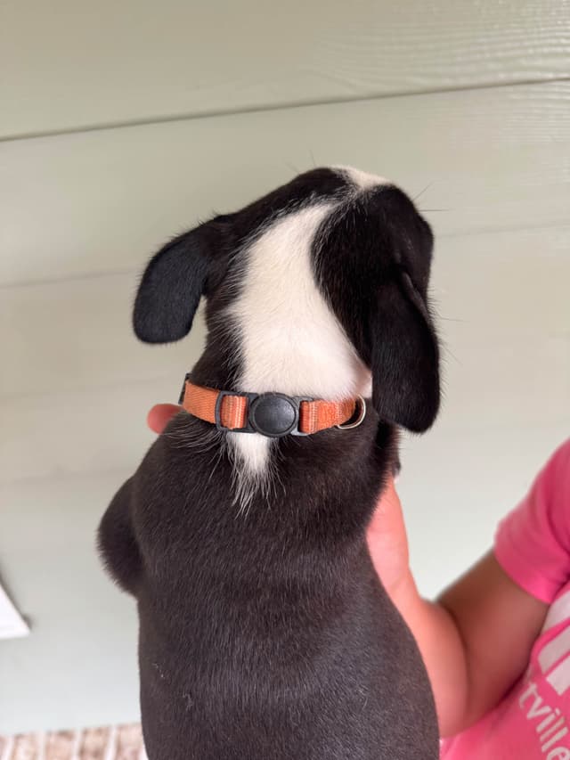 Boston Terrier Puppies media 19