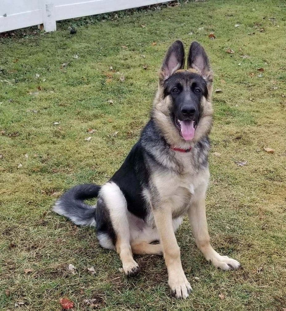 German Shepherd Dog Puppies breeder image 16