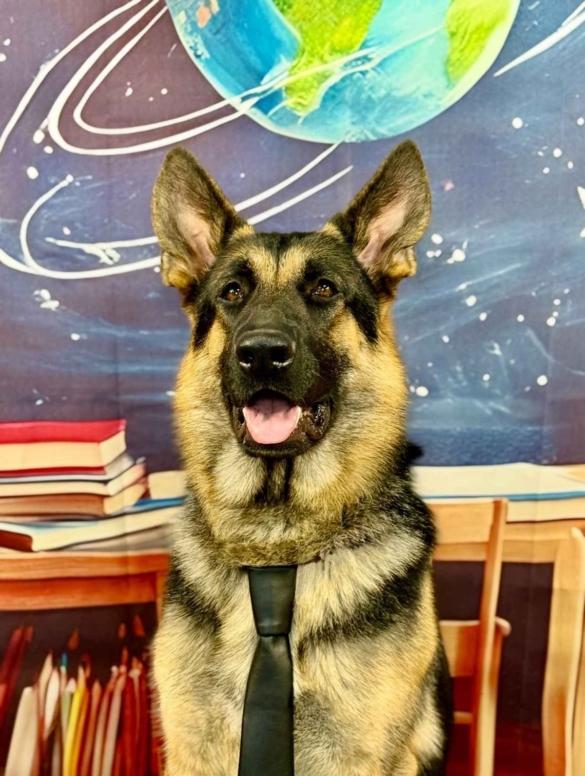 German Shepherd Dog Puppies breeder image 19