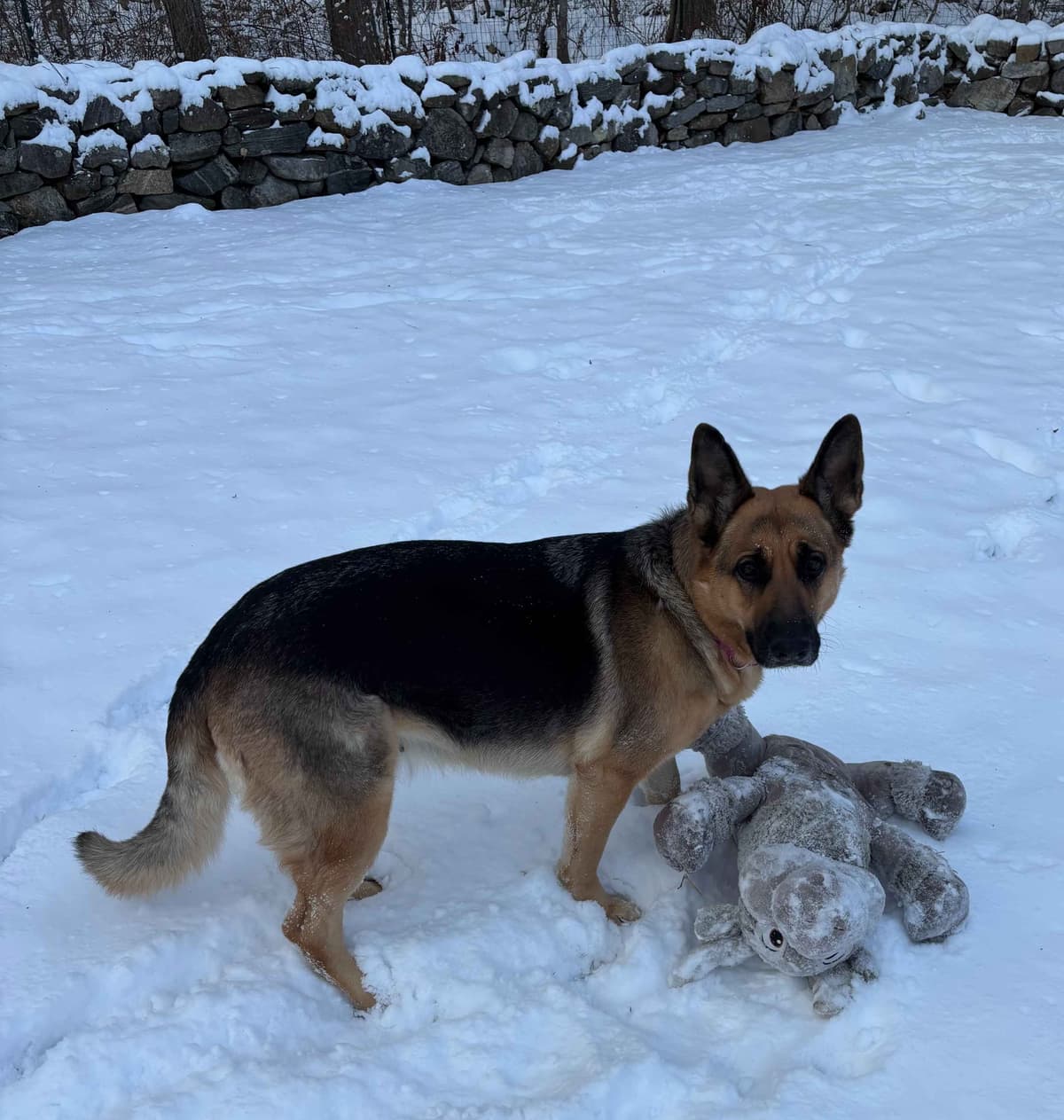 German Shepherd Dog Puppies breeder image 12