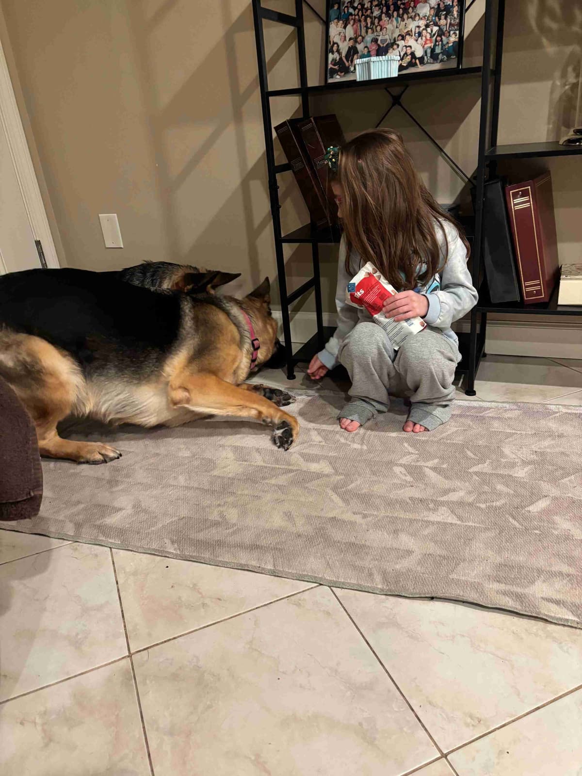 German Shepherd Dog Puppies breeder image 14