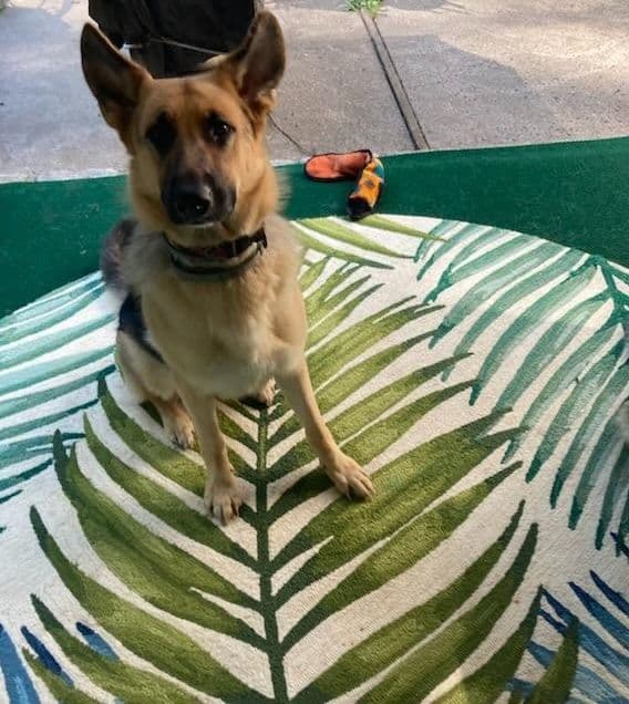 German Shepherd Dog Puppies breeder image 23