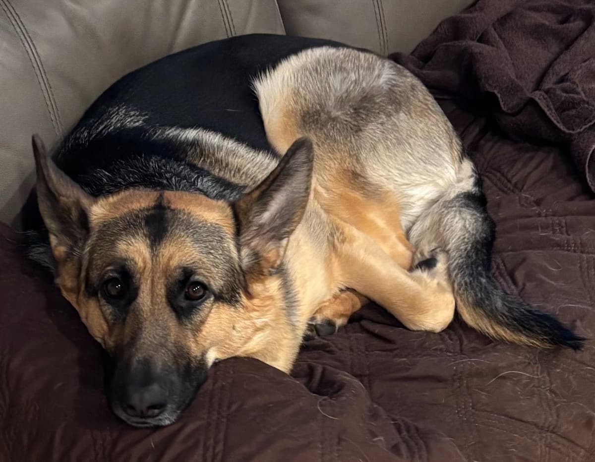 German Shepherd Dog Puppies breeder image 13