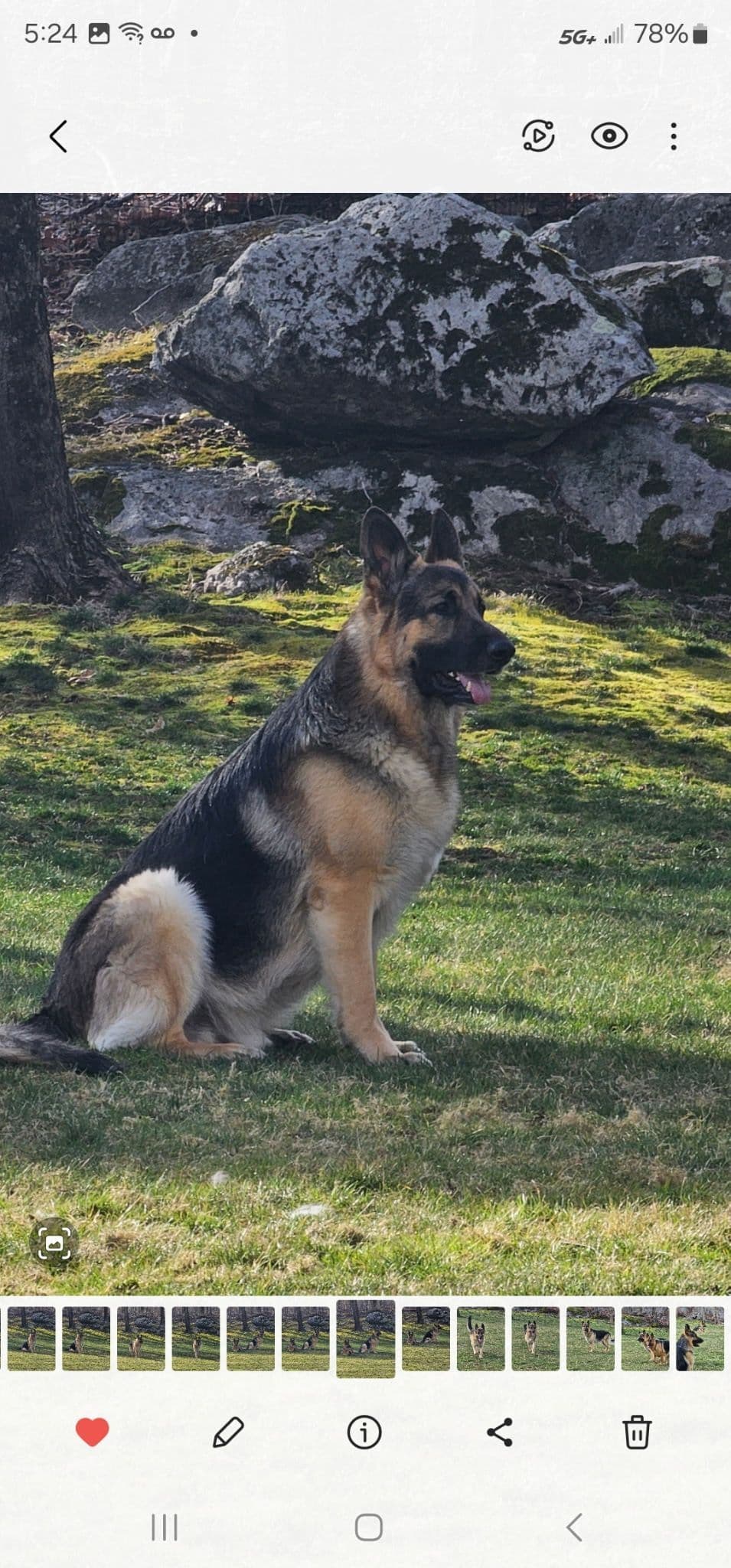 German Shepherd Dog Puppies breeder image 7
