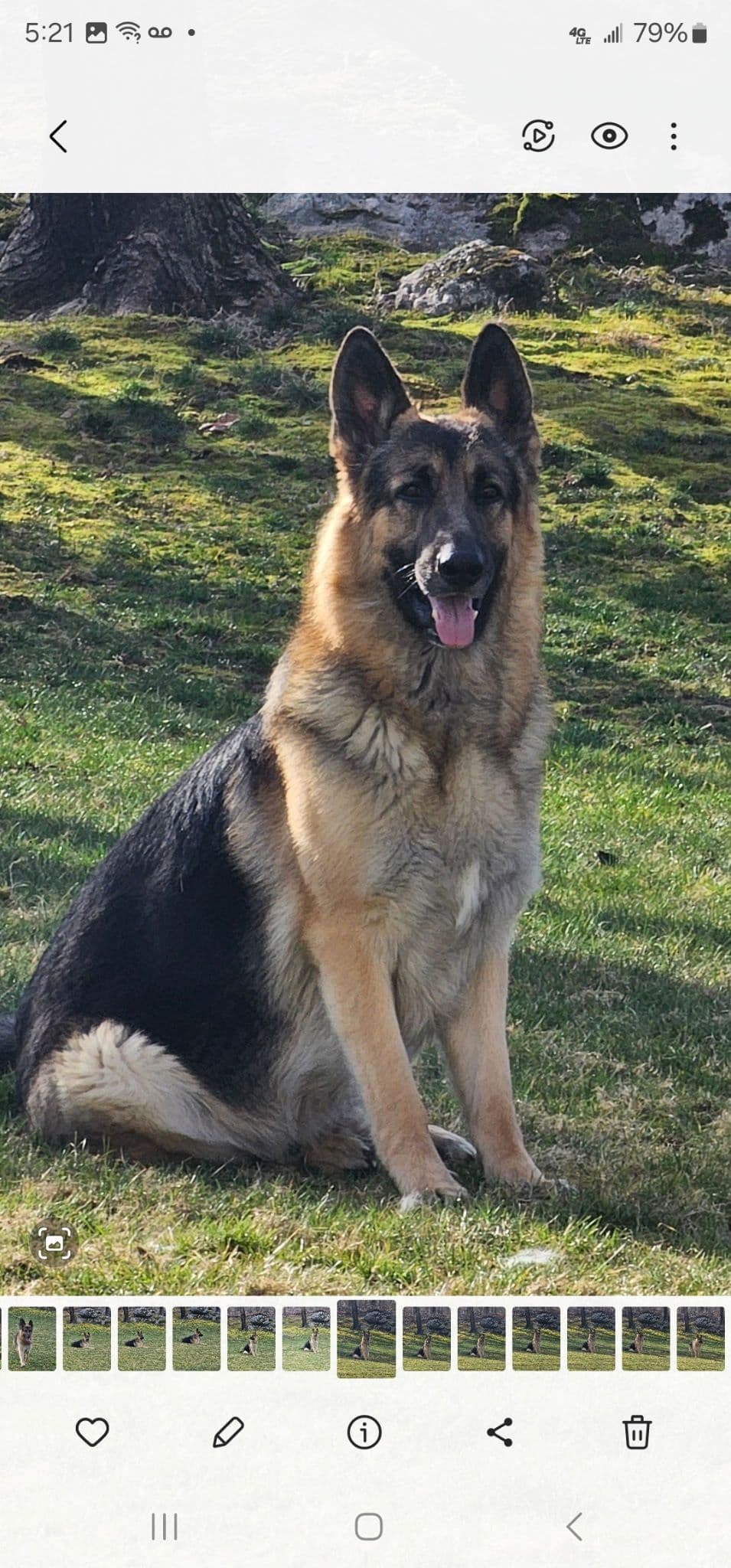 German Shepherd Dog Puppies breeder image 8