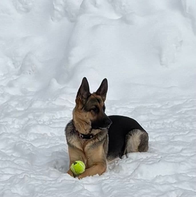 German Shepherd Dog Puppies breeder image 24