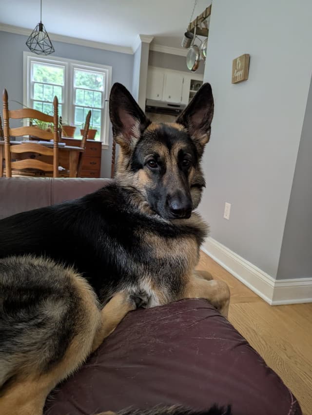 German Shepherd Dog Puppies media 2