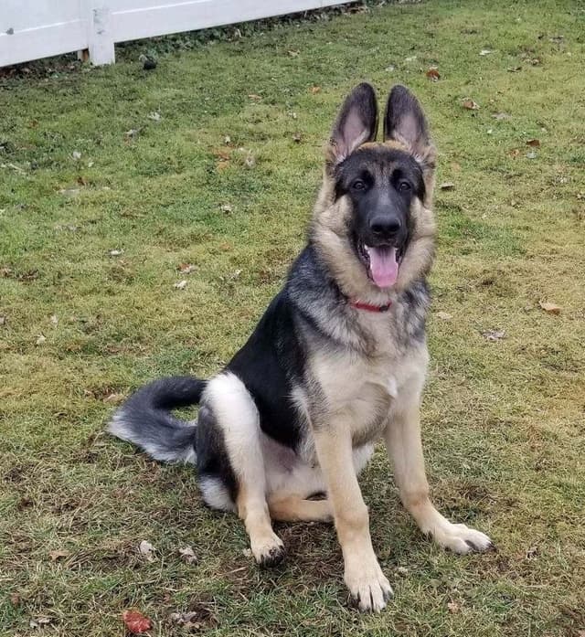 German Shepherd Dog Puppies media 3