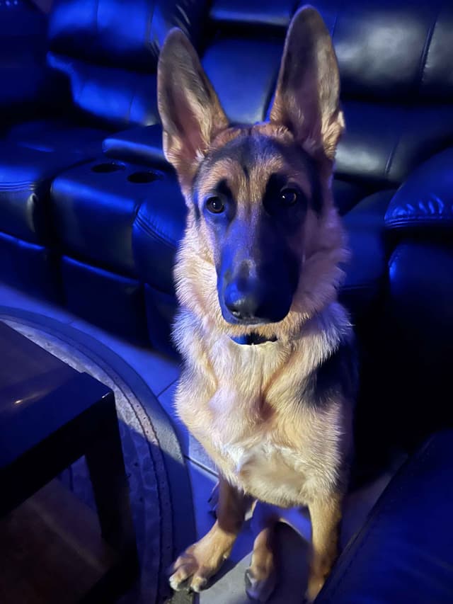 German Shepherd Dog Puppies media 4