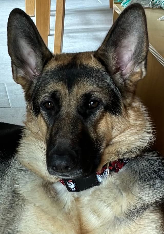 German Shepherd Dog Puppies media 5