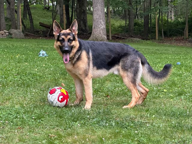 German Shepherd Dog Puppies media 7