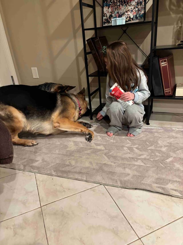 German Shepherd Dog Puppies media 12