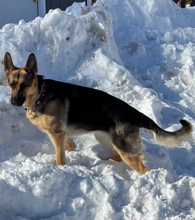 German Shepherd Dog Puppies media 14