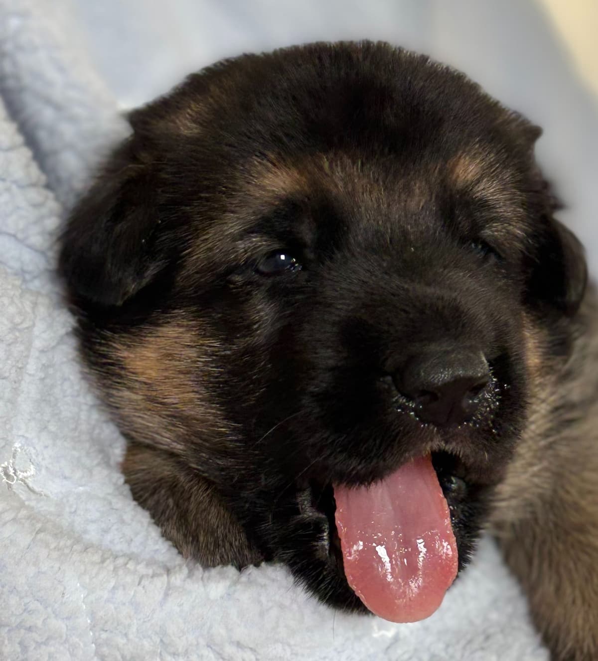 German Shepherd Dog Puppies breeder image 5