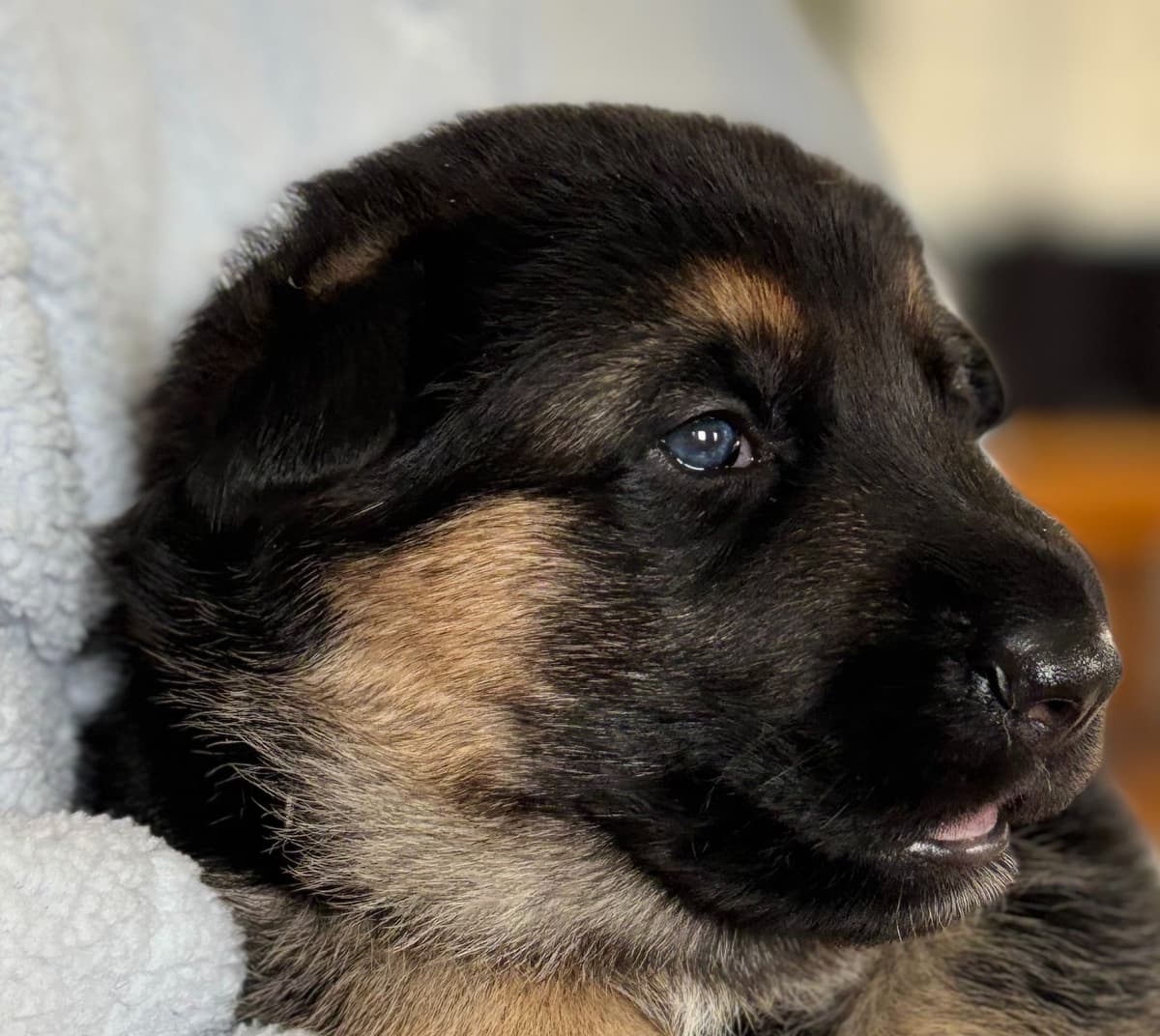 German Shepherd Dog Puppies breeder image 1