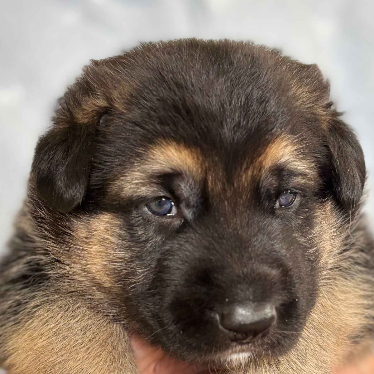 German Shepherd Dog Puppies breeder image 4